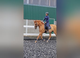 German Riding Pony, Gelding, 4 years, 15.2 hh, Red Dun