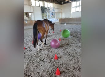 German Riding Pony, Gelding, 4 years, 15 hh, Brown