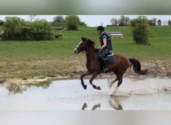 German Riding Pony, Gelding, 4 years, 15 hh, Brown