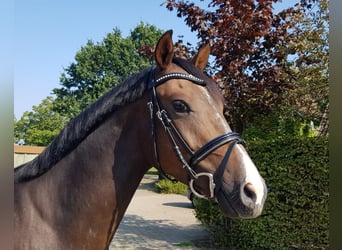 German Riding Pony, Gelding, 4 years, 15 hh, Brown