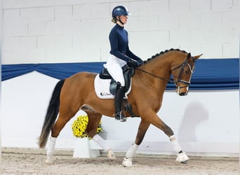 German Riding Pony, Gelding, 4 years, 15 hh, Brown