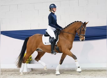 German Riding Pony, Gelding, 4 years, 15 hh, Brown