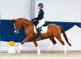 German Riding Pony, Gelding, 4 years, 15 hh, Chestnut-Red