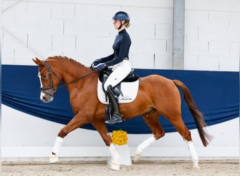 German Riding Pony, Gelding, 4 years, 15 hh, Chestnut-Red