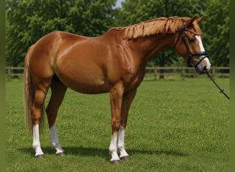 German Riding Pony, Gelding, 4 years, 15 hh, Chestnut-Red