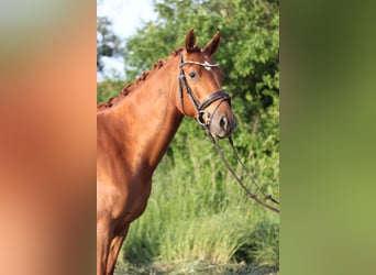 German Riding Pony, Gelding, 4 years, 15 hh, Chestnut-Red