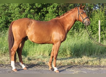 German Riding Pony, Gelding, 4 years, 15 hh, Chestnut-Red