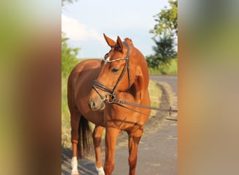 German Riding Pony, Gelding, 4 years, 15 hh, Chestnut-Red