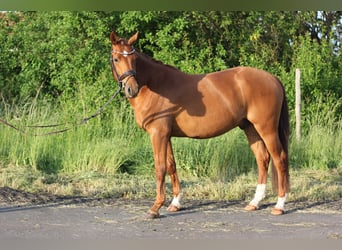 German Riding Pony, Gelding, 4 years, 15 hh, Chestnut-Red