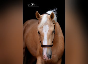 German Riding Pony, Gelding, 4 years, 15 hh, Palomino