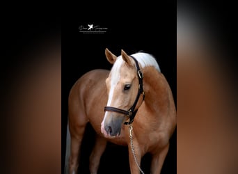 German Riding Pony, Gelding, 4 years, 15 hh, Palomino