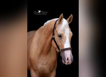 German Riding Pony, Gelding, 4 years, 15 hh, Palomino