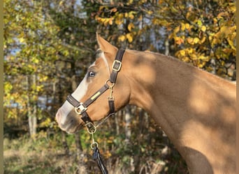 German Riding Pony, Gelding, 4 years, 15 hh, Palomino