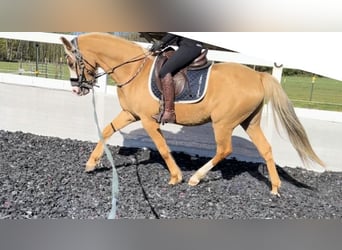 German Riding Pony, Gelding, 4 years, 15 hh, Palomino