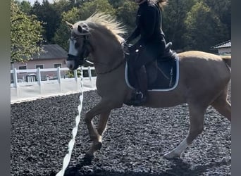 German Riding Pony, Gelding, 4 years, 15 hh, Palomino