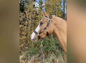 German Riding Pony, Gelding, 4 years, 15 hh, Palomino