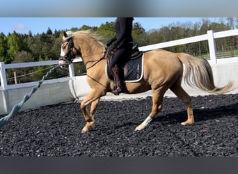 German Riding Pony, Gelding, 4 years, 15 hh, Palomino