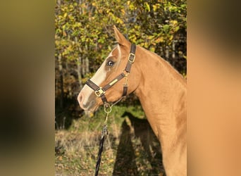 German Riding Pony, Gelding, 4 years, 15 hh, Palomino