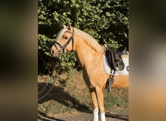 German Riding Pony, Gelding, 4 years, 15 hh, Palomino