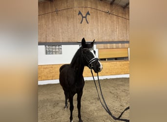 German Riding Pony, Gelding, 4 years, 15,1 hh, Black