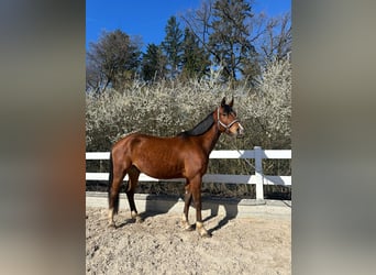 German Riding Pony, Gelding, 4 years, 15,1 hh, Brown