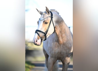 German Riding Pony, Gelding, 4 years, 15,1 hh, Palomino