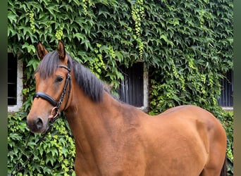 German Riding Pony, Gelding, 4 years, 15,2 hh, Brown