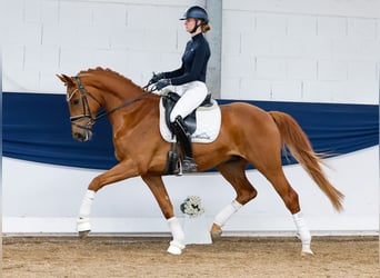 German Riding Pony, Gelding, 4 years, 16 hh, Chestnut-Red