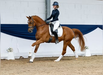 German Riding Pony, Gelding, 4 years, 16 hh, Chestnut-Red
