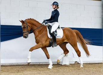 German Riding Pony, Gelding, 4 years, 16 hh, Chestnut-Red