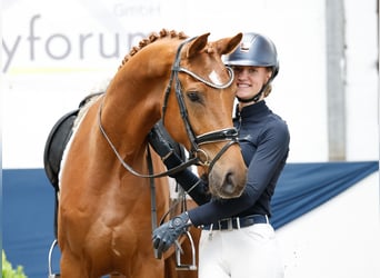 German Riding Pony, Gelding, 4 years, 16 hh, Chestnut-Red