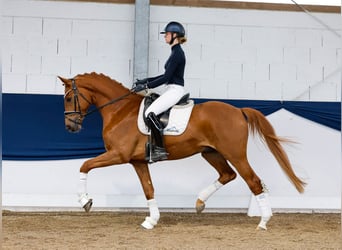 German Riding Pony, Gelding, 4 years, 16 hh, Chestnut-Red