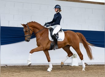 German Riding Pony, Gelding, 4 years, 16 hh, Chestnut-Red