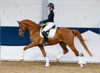 German Riding Pony, Gelding, 4 years, 16 hh, Chestnut-Red