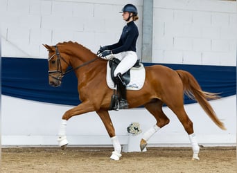 German Riding Pony, Gelding, 4 years, 16 hh, Chestnut-Red