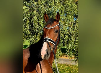 German Riding Pony, Gelding, 4 years, 16,1 hh, Brown