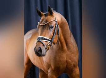 German Riding Pony, Gelding, 4 years, Brown