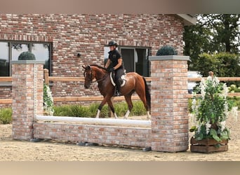 German Riding Pony, Gelding, 4 years, Brown