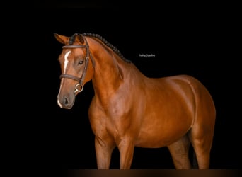 German Riding Pony, Gelding, 4 years, Brown