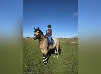 German Riding Pony, Gelding, 4 years, Buckskin