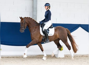 German Riding Pony, Gelding, 4 years, Chestnut