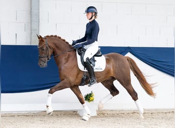 German Riding Pony, Gelding, 4 years, Chestnut