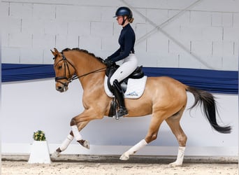German Riding Pony, Gelding, 4 years, Dun