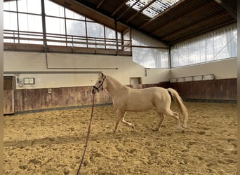 German Riding Pony, Gelding, 4 years, Palomino