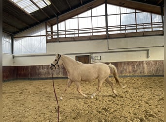 German Riding Pony, Gelding, 4 years, Palomino