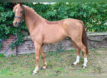 German Riding Pony, Gelding, 5 years, 13.3 hh, Chestnut-Red