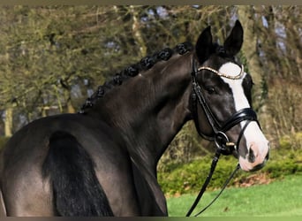 German Riding Pony, Gelding, 5 years, 14.1 hh, Black