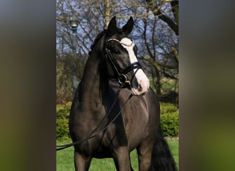 German Riding Pony, Gelding, 5 years, 14.1 hh, Black