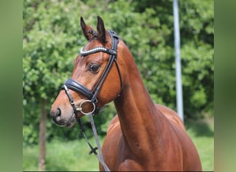 German Riding Pony, Gelding, 5 years, 14.1 hh, Brown
