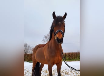 German Riding Pony, Gelding, 5 years, 14.1 hh, Brown